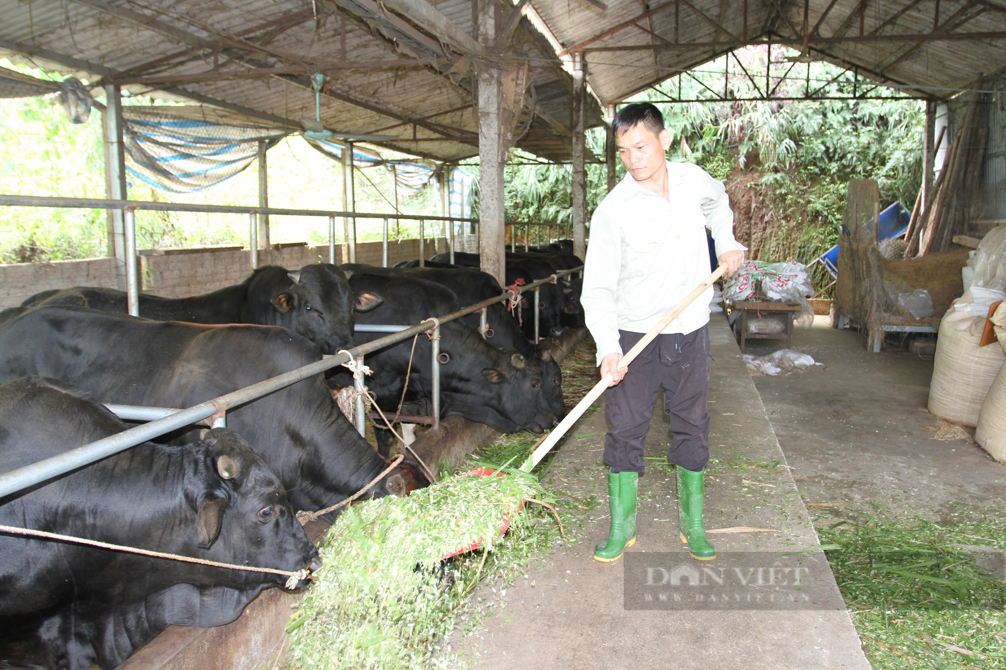 Yên Bái: Nuôi bò vỗ béo, một nông dân người Cao Lan thu lãi 300 triệu đồng mỗi năm - Ảnh 2.