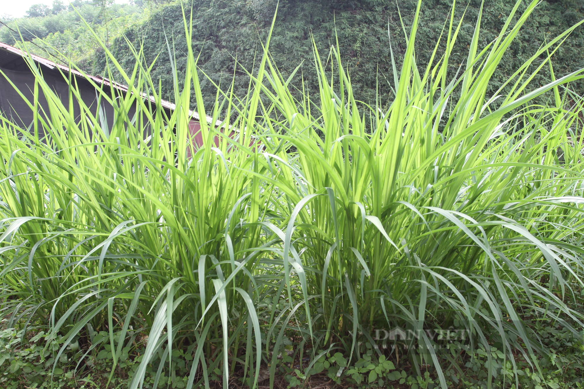 Yên Bái: Nuôi bò vỗ béo, một nông dân người Cao Lan thu lãi 300 triệu đồng mỗi năm - Ảnh 4.