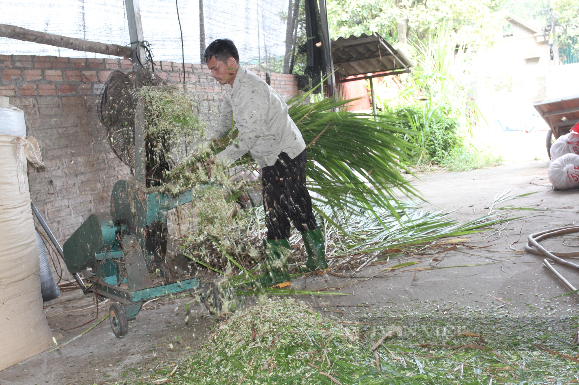 Yên Bái: Nuôi bò vỗ béo, một nông dân người Cao Lan thu lãi 300 triệu đồng mỗi năm - Ảnh 5.