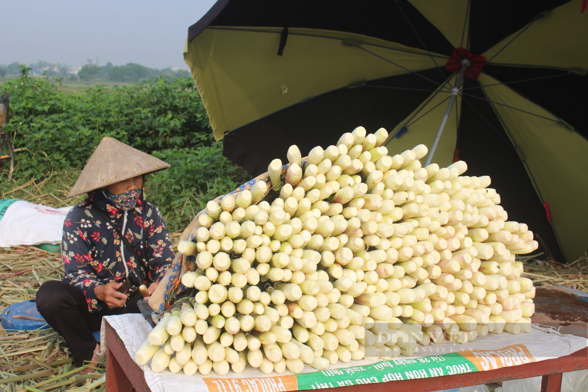 Nông dân Nam Định tất bật thu hoạch củ niễng - Ảnh 2.