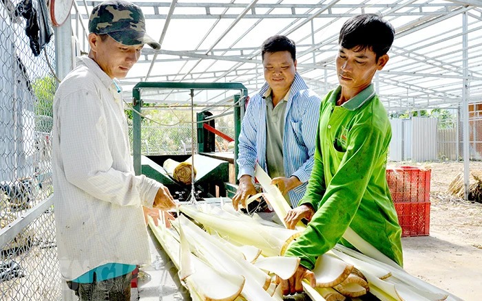 Thứ xưa vứt vạ vật xó vườn, một HTX ở Kiên Giang đưa máy vào, làm ra sợi bán đắt hàng sang châu Âu