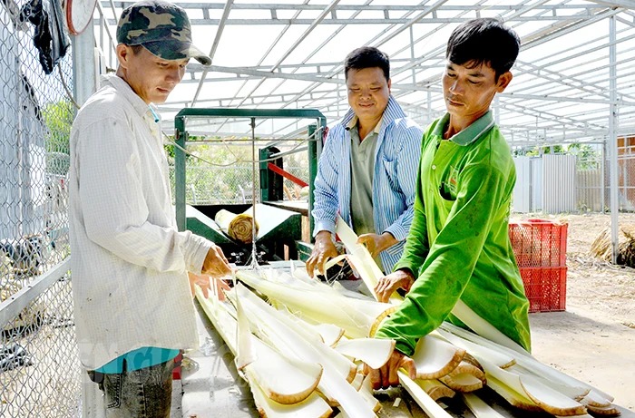 Thứ xưa vứt vạ vật xó vườn, một HTX ở Kiên Giang đưa máy vào, làm ra sợi bán đắt hàng sang châu Âu - Ảnh 2.