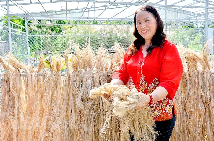 Thứ xưa vứt vạ vật xó vườn, một HTX ở Kiên Giang đưa máy vào, làm ra sợi bán đắt hàng sang châu Âu - Ảnh 4.
