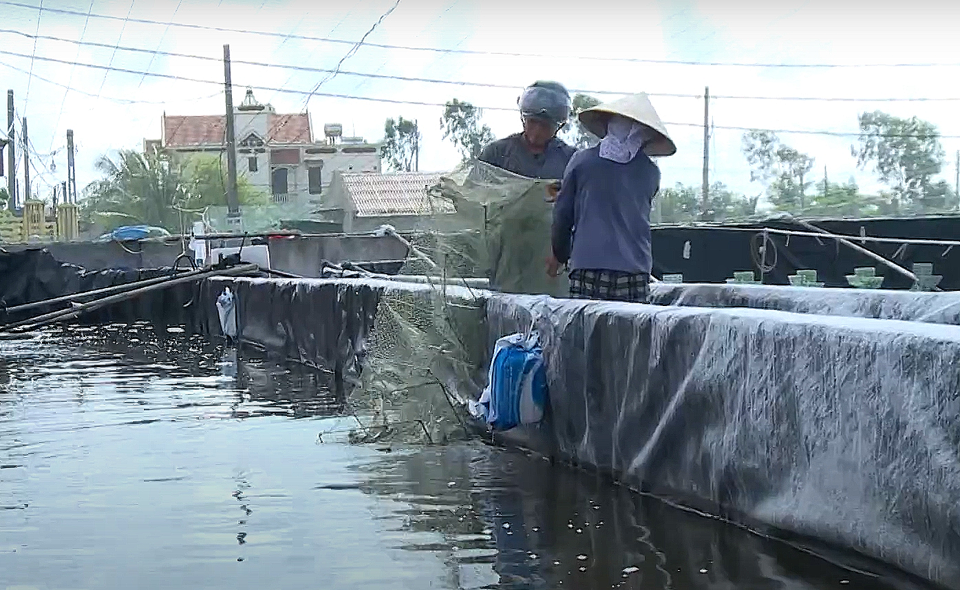 Một huyện ở Nam Định có nhiều nông dân triệu USD nhờ nuôi tôm công nghệ cao - Ảnh 8.