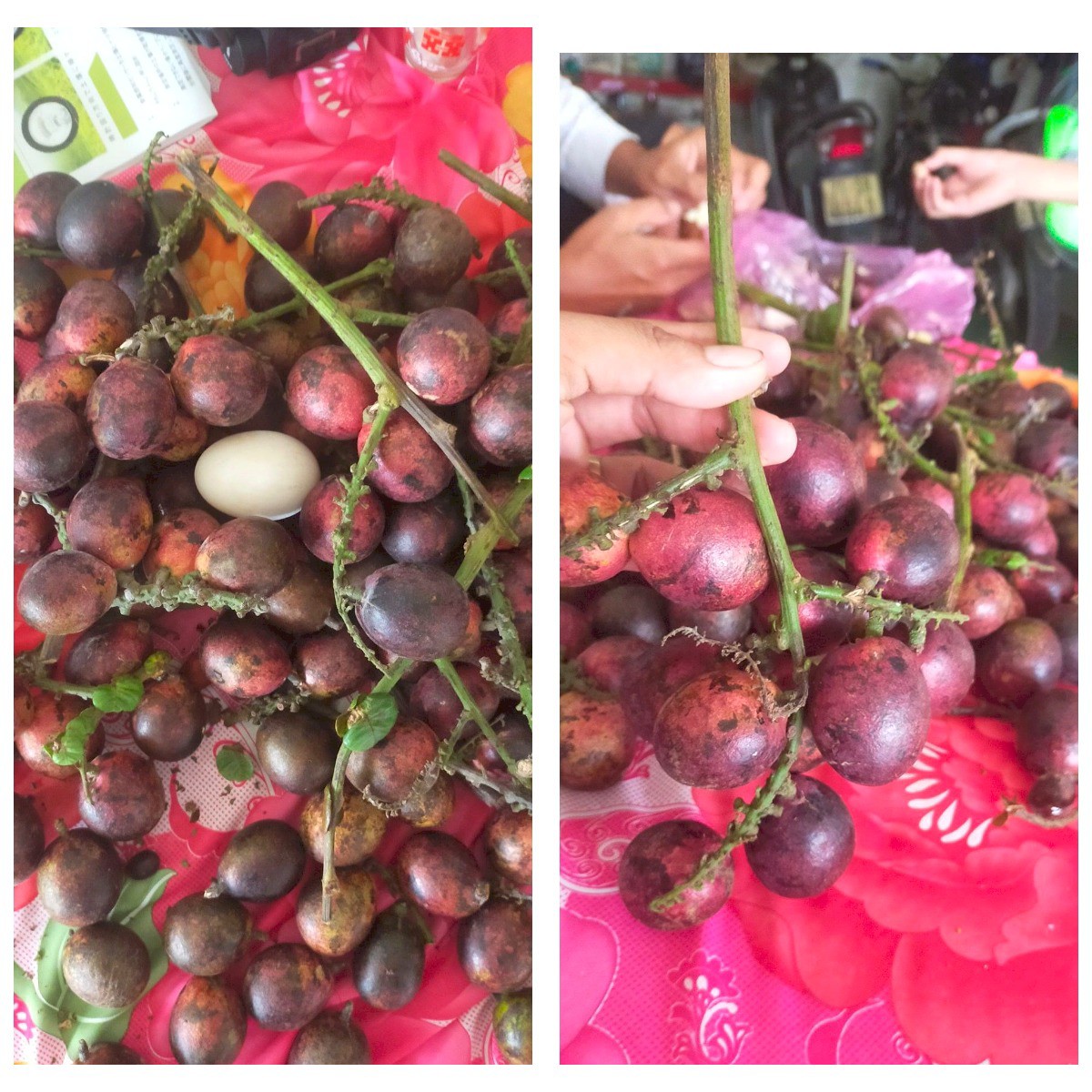 Kỳ lạ dân Việt chi tới vài triệu đồng để mua loại quả giống nhãn, có vị sầu riêng vừa ăn vừa nhân giống  - Ảnh 2.