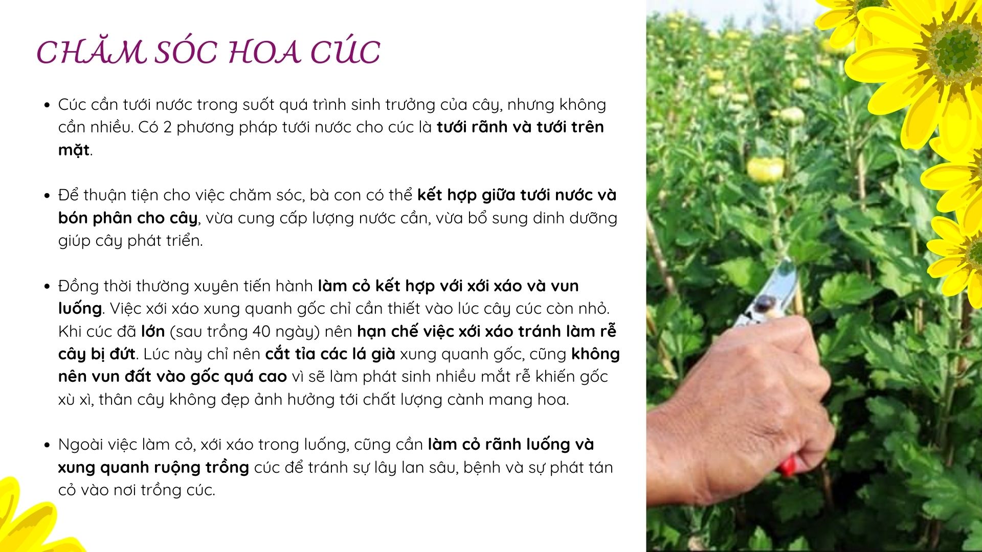 SỔ TAY NHÀ NÔNG: Chăm sóc hoa cúc như thế nào để cây cho hoa liên tục? - Ảnh 5.