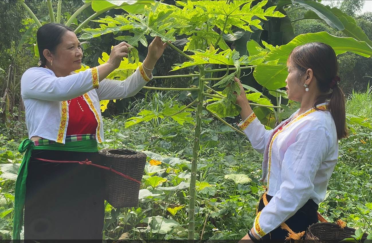 Lạ chưa, loại rau &quot;thập cẩm&quot; này, người Mường ở Phú Thọ, ai ăn cũng khỏe, lạ miệng hơn mâm cao cỗ đầy - Ảnh 2.