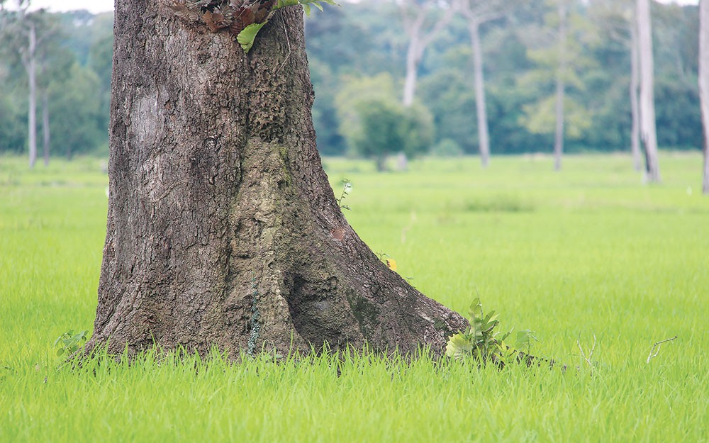 Ở một huyện của Đồng Nai có cánh đồng châu Âu đang hot, xen những cây cổ thụ, cánh đồng này ở đâu?