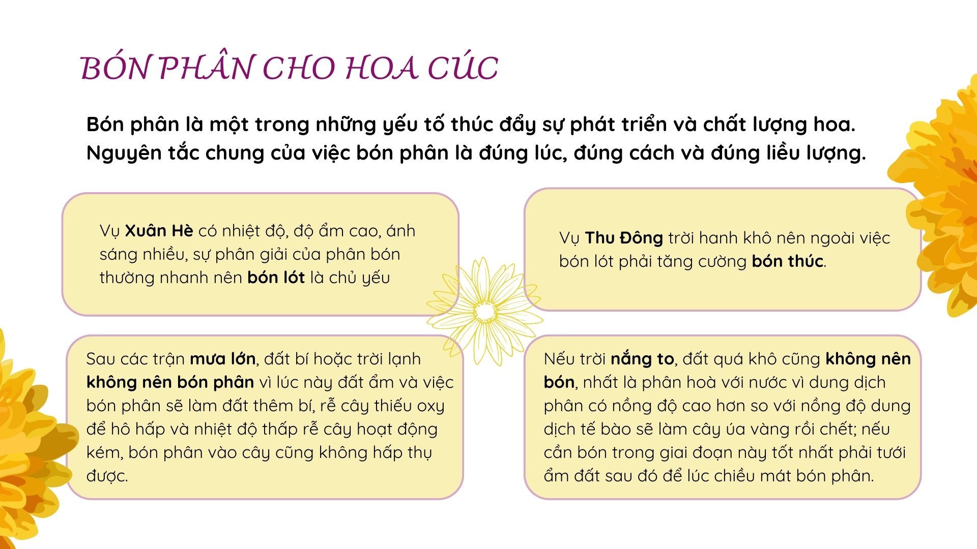 SỔ TAY NHÀ NÔNG: Chăm sóc hoa cúc như thế nào để cây cho hoa liên tục? - Ảnh 2.