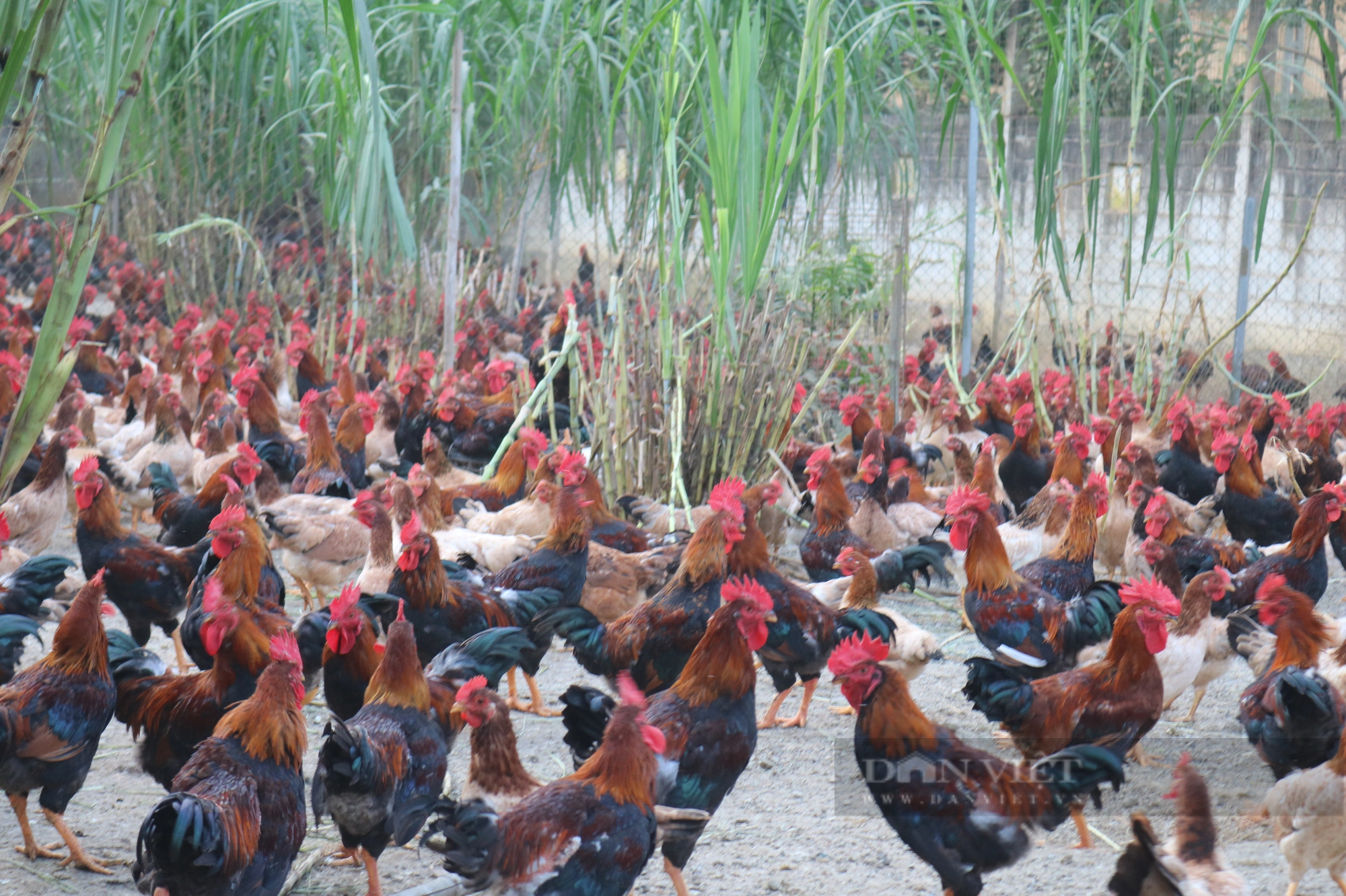 Một Giám đốc HTX ở Lào Cai thành tỷ phú nhờ nuôi gà thả vườn - Ảnh 2.