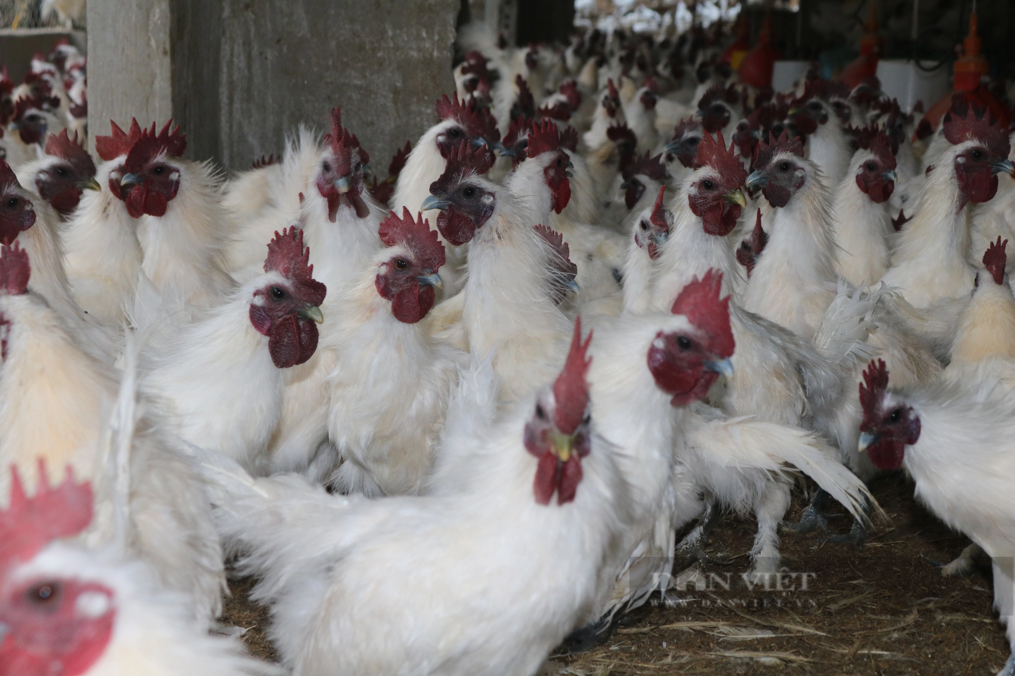 Một Giám đốc HTX ở Lào Cai thành tỷ phú nhờ nuôi gà thả vườn - Ảnh 4.