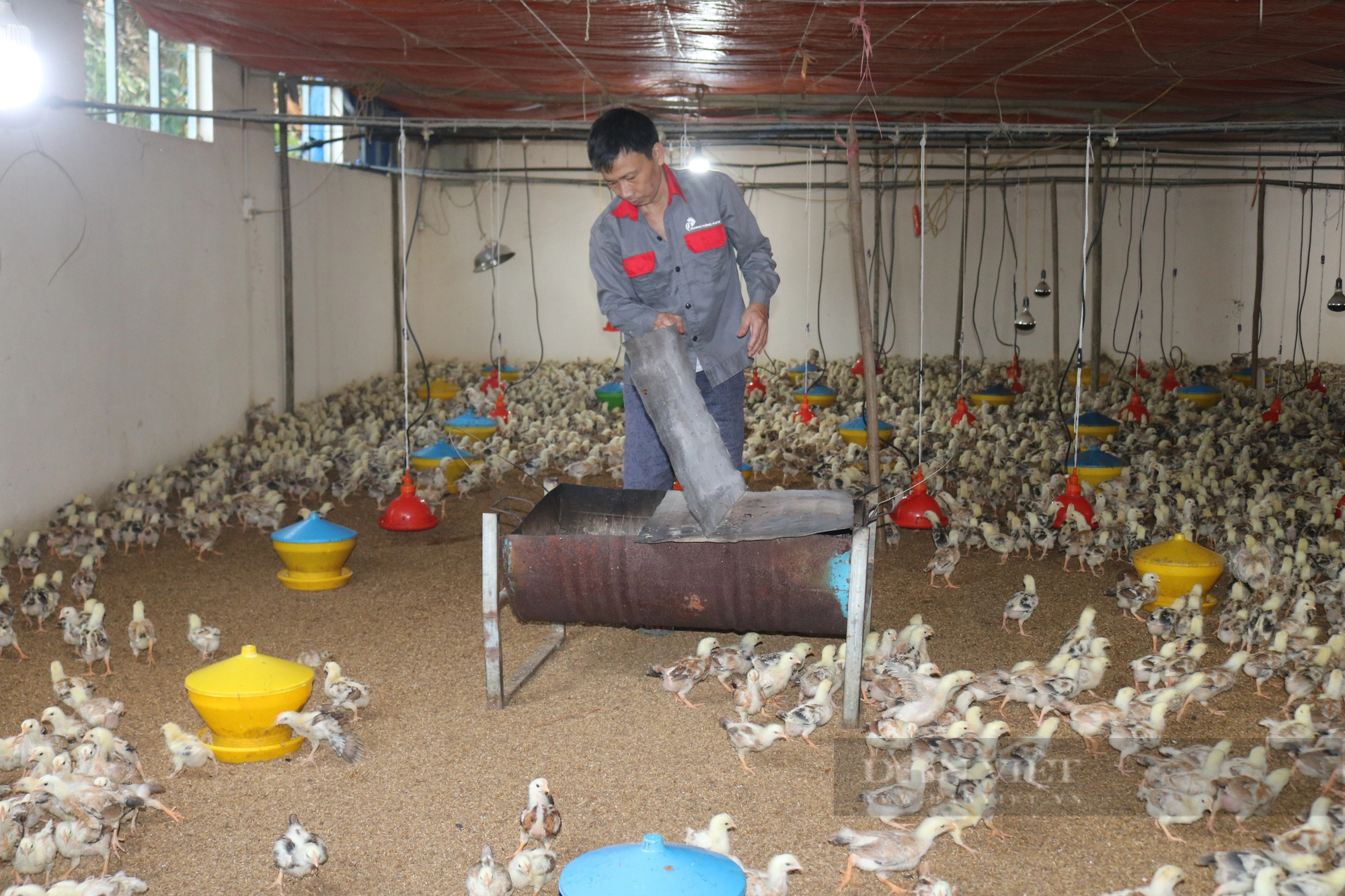 Một Giám đốc HTX ở Lào Cai thành tỷ phú nhờ nuôi gà thả vườn - Ảnh 5.