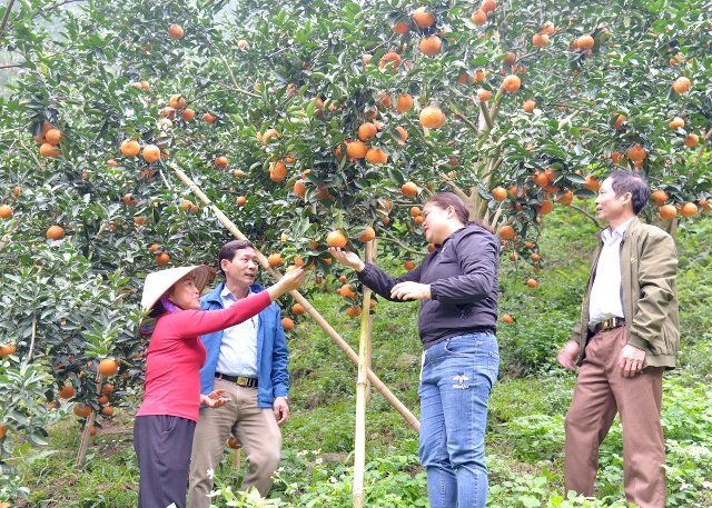 Loại trái cây được mệnh danh là 'kho' chứa vitamin C sắp chín vàng, nông dân Hà Giang đợi ngày hốt bạc - Ảnh 1.