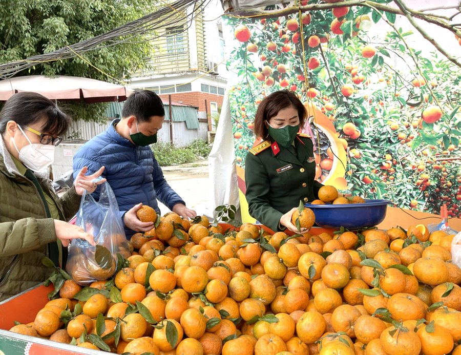 Loại trái cây được mệnh danh là 'kho' chứa vitamin C sắp chín vàng, nông dân Hà Giang đợi ngày hốt bạc - Ảnh 2.