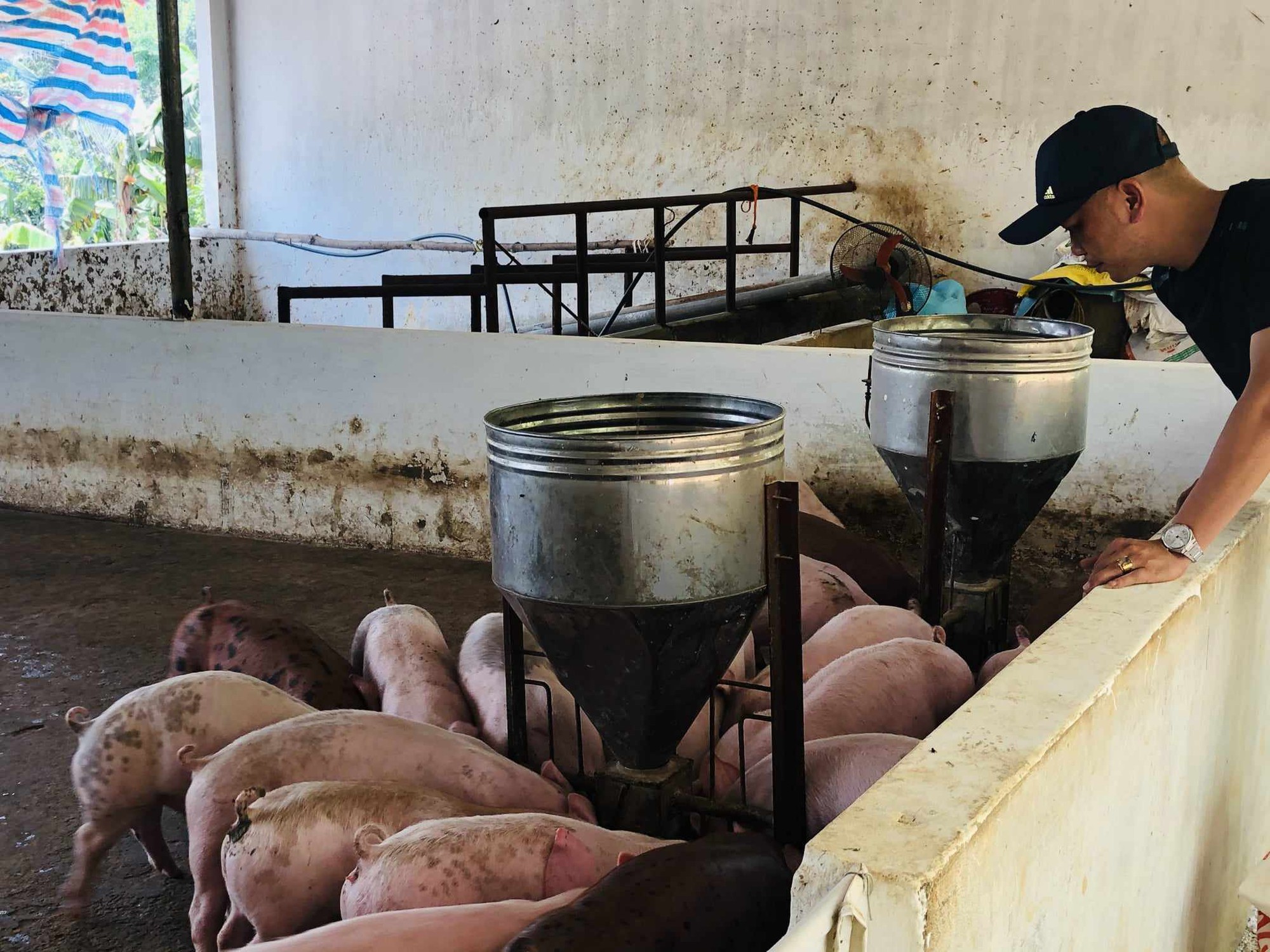 Cục Chăn nuôi: Tết năm nay không lo thiếu thịt, lo nhất sức mua và khi nào giá lợn hơi nhích lên - Ảnh 1.