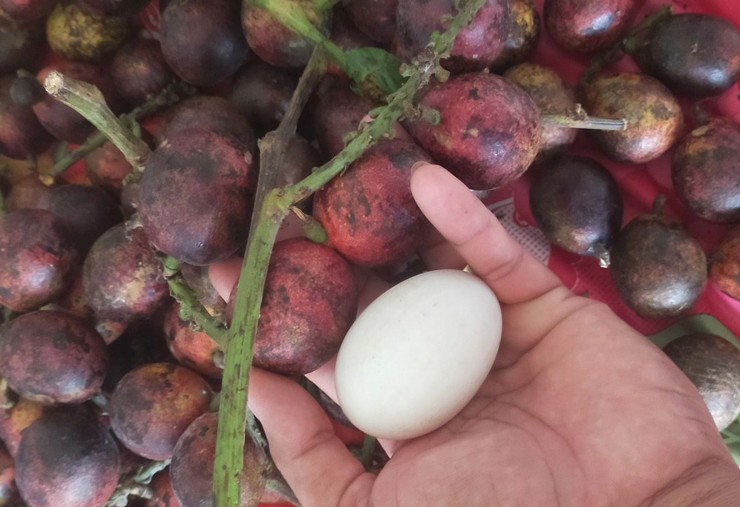 Kỳ lạ dân Việt chi tới vài triệu đồng để mua loại quả giống nhãn, có vị sầu riêng vừa ăn vừa nhân giống  - Ảnh 1.