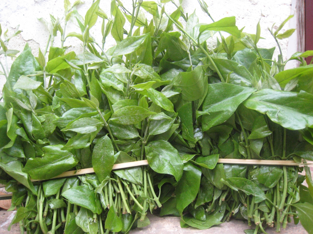 Bốn loại rau rừng ở Cao Bằng ăn ngon miệng, bổ thần kinh, giàu chất khoáng, hễ có là bán hết sạch - Ảnh 1.