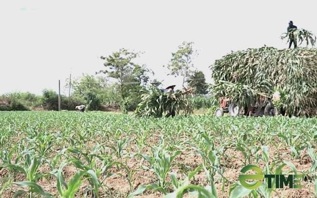 Quảng Ngãi:Trồng ngô sinh khối trên chân đất lúa thiếu nước, thu lãi hàng chục triệu/ha