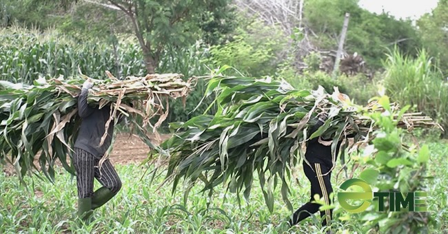 Quảng Ngãi: Trồng ngô sinh khối trên chân đất lúa thiếu nước, thu lãi nhiều chục triệu/ha  - Ảnh 4.