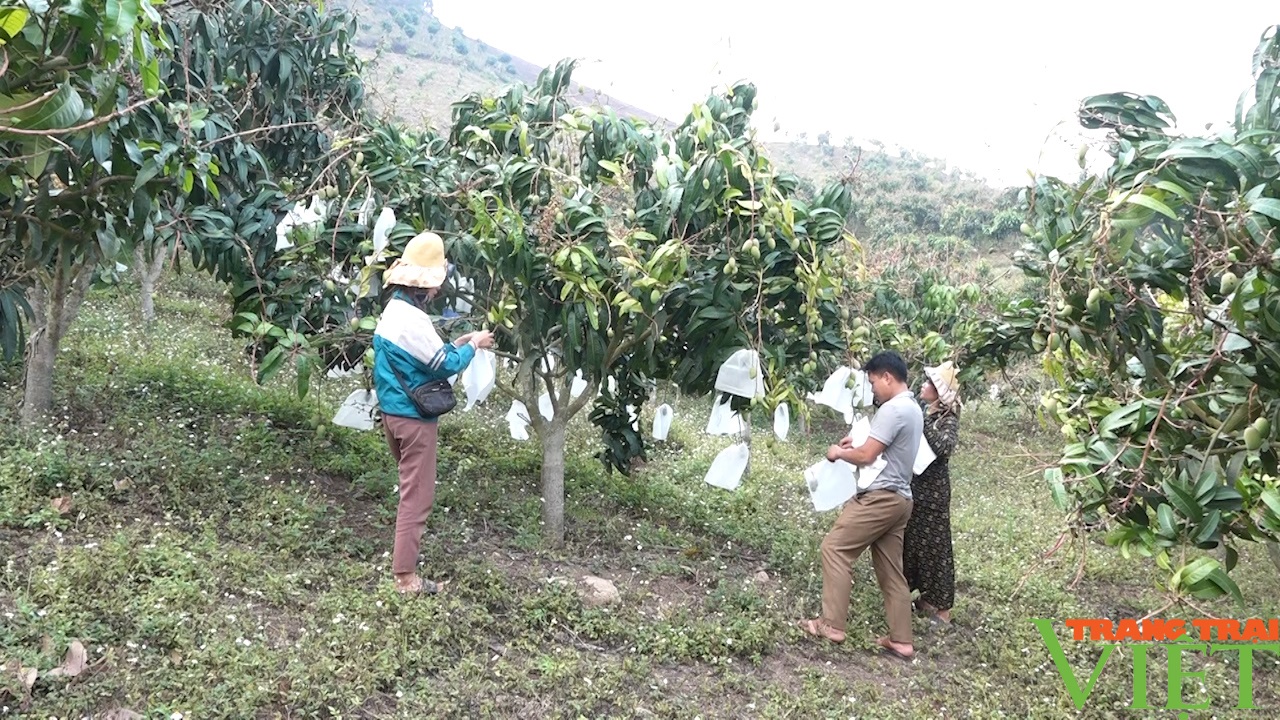 Hỗ trợ nông dân vùng cao Sơn La vươn lên làm giàu - Ảnh 4.