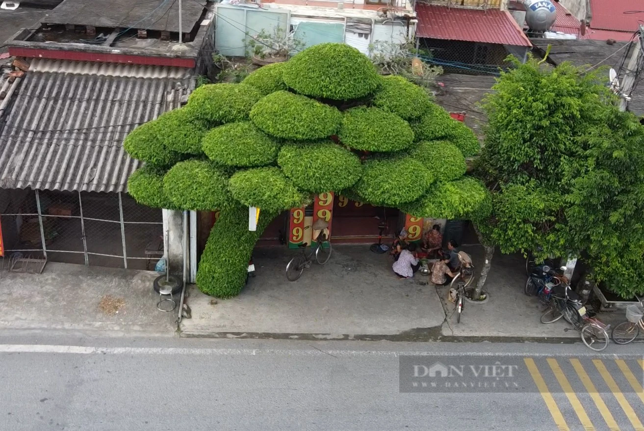 Đẹp mê hồn cây sanh dáng lão hơn 40 tuổi, nhiều tán, lá mọc kín thân - Ảnh 7.