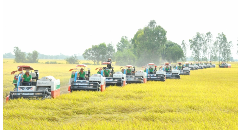 Triển khai vùng nguyên liệu liên kết sản xuất lúa trên 300.000ha tại 3 tỉnh ĐBSCL - Ảnh 3.