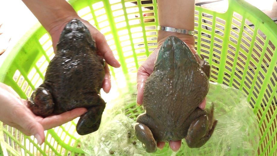 Một nơi ở An Giang, trên nuôi ếch, dưới thả cá sặc rằn, thò tay xuống nắm được cá đống - Ảnh 2.