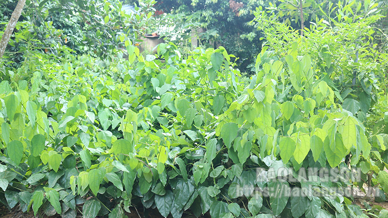 Đây là loại cây rừng ở Lạng Sơn, ngọn non làm rau ngon, thân lá thành trà, già trẻ uống đều khỏe - Ảnh 1.