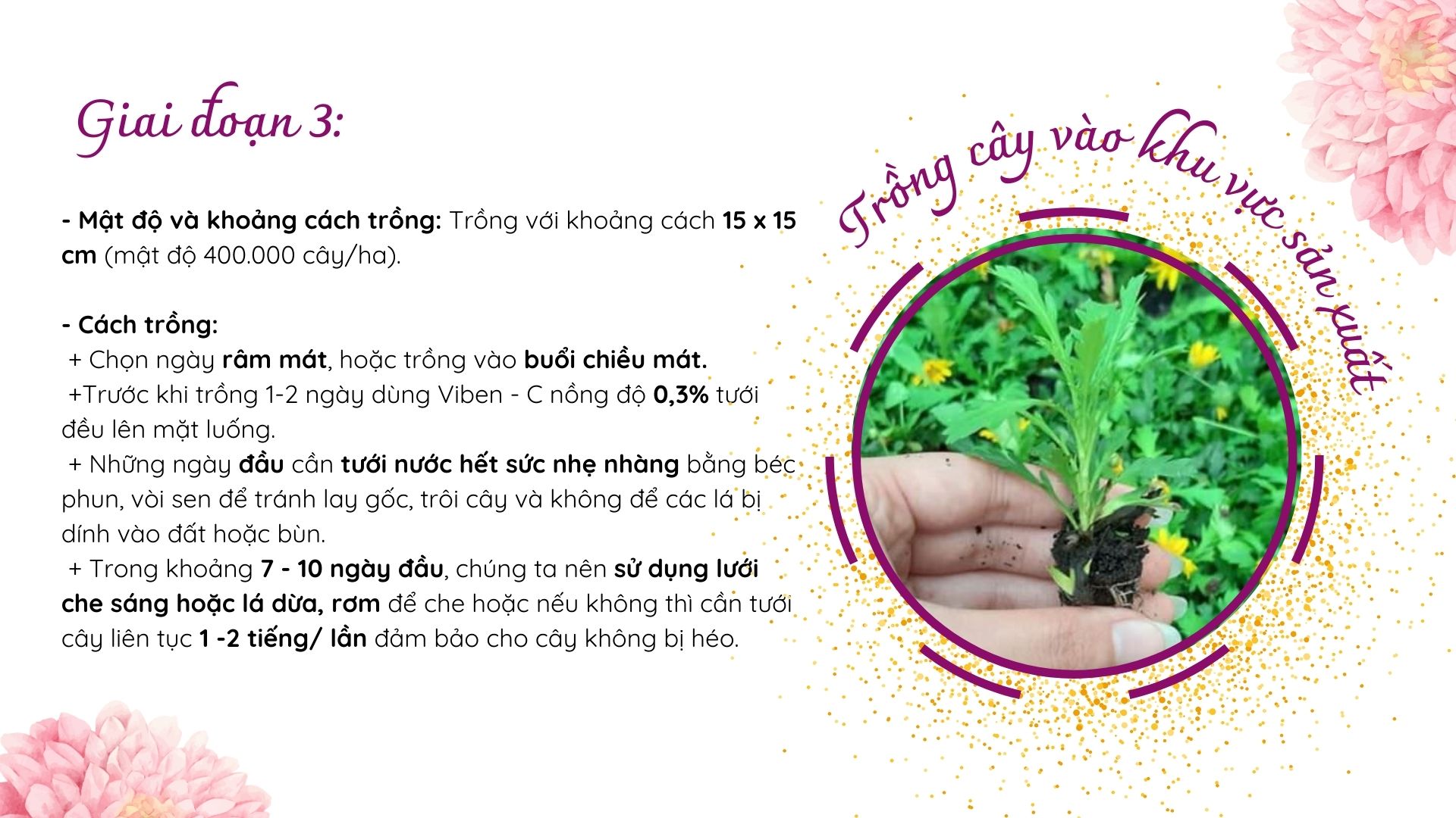 SỔ TAY NHÀ NÔNG: Nhân giống hoa cúc bằng phương pháp kết hợp cấy mô và giâm hom sao cho hiệu quả - Ảnh 4.