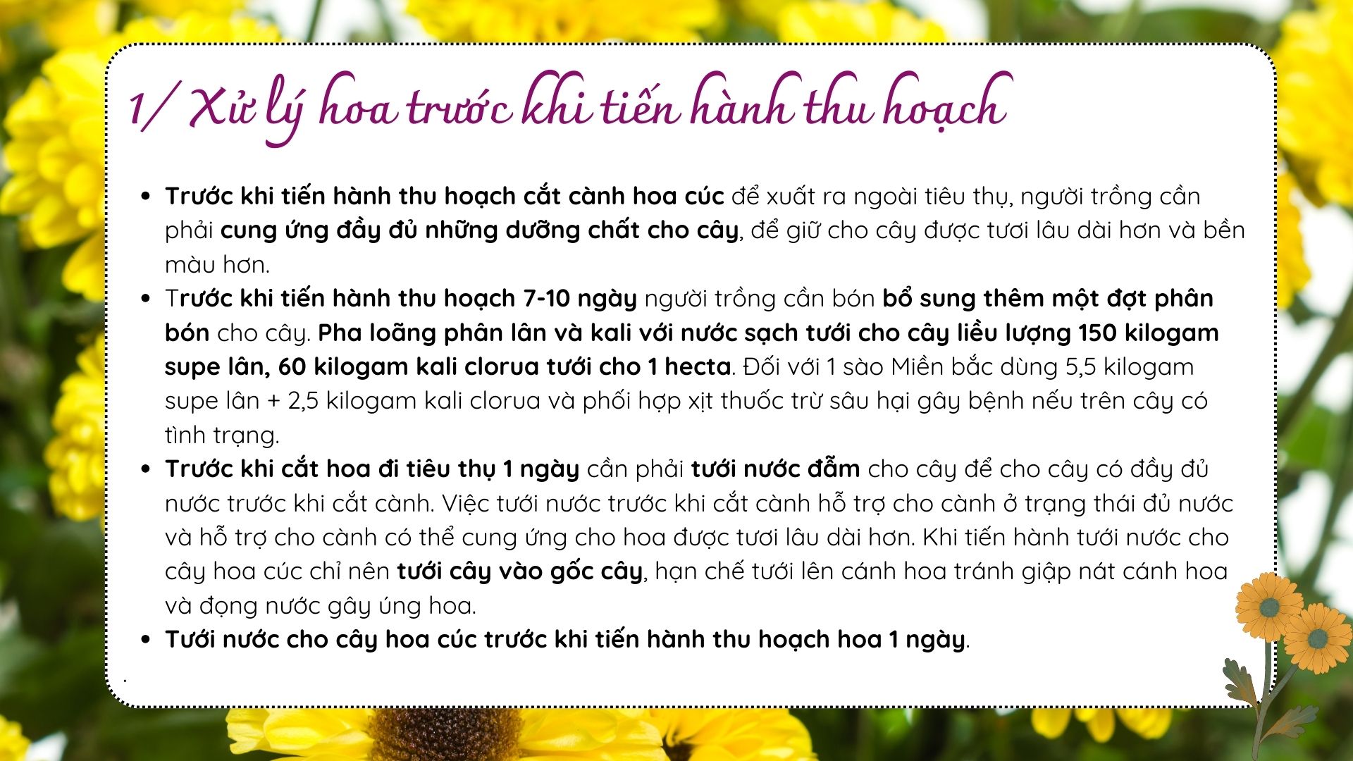 SỔ TAY NHÀ NÔNG: Bảo quản hoa cúc sau thu hoạch sao cho đúng? - Ảnh 2.