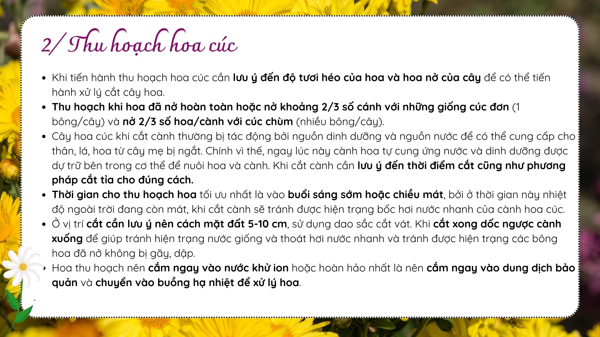 SỔ TAY NHÀ NÔNG: Bảo quản hoa cúc sau thu hoạch sao cho đúng? - Ảnh 3.