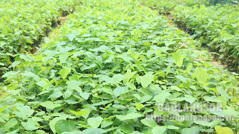 Đây là loại cây rừng ở Lạng Sơn, ngọn non làm rau ngon, thân lá thành trà, già trẻ uống đều khỏe - Ảnh 2.