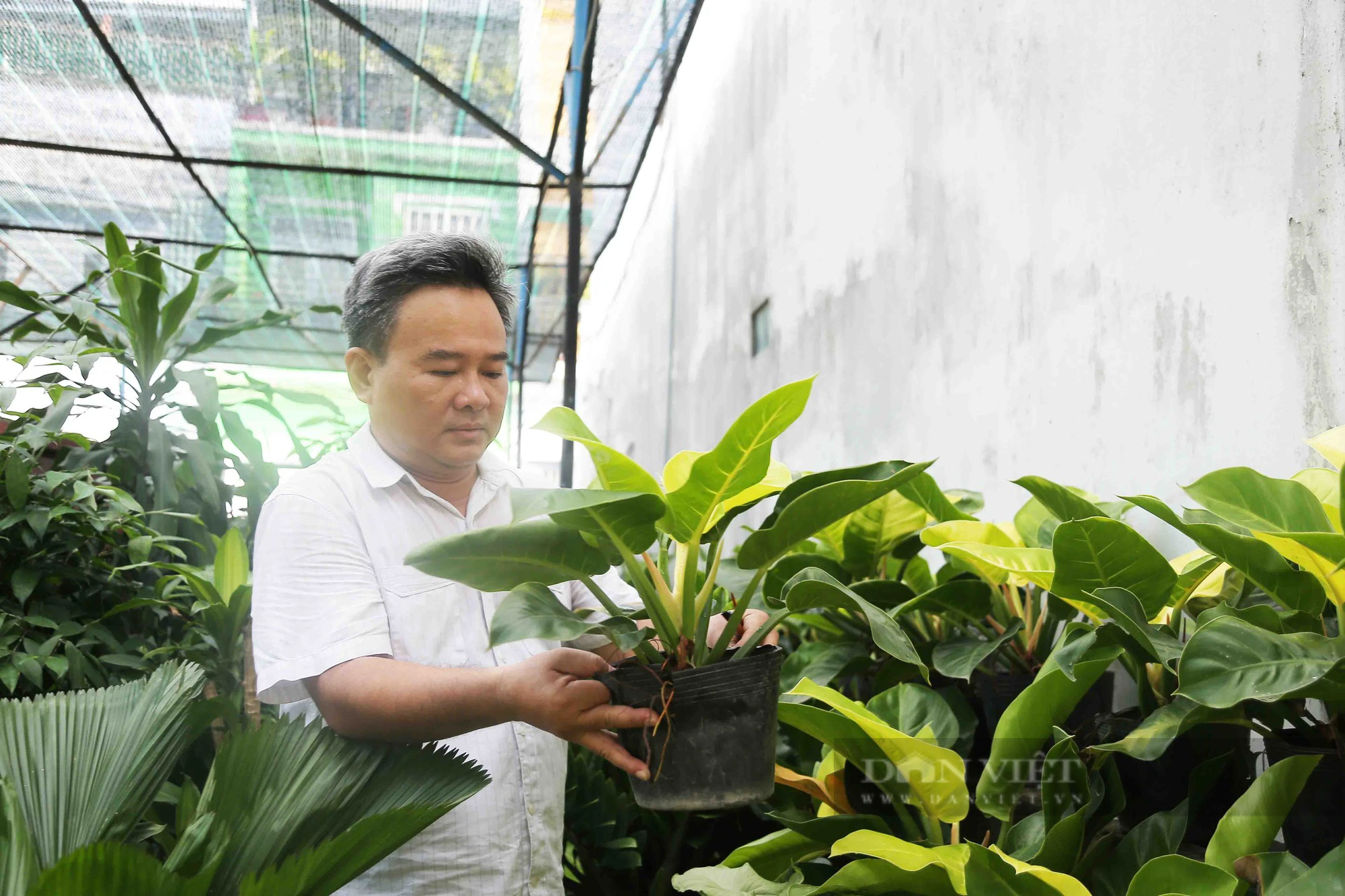 Trồng cây văn phòng độc lạ, nông dân Thủ Đức đua nhau làm giàu, thu nhập hàng tỷ mỗi năm - Ảnh 1.