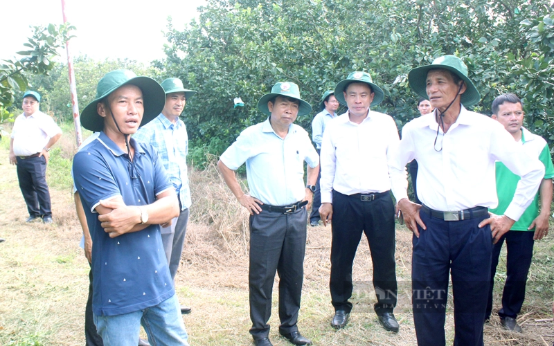 Hội Nông dân các tỉnh thành Cụm thi đua số 6 tham quan mô hình trồng bưởi sạch của nông dân xã Bạch Đằng, TP.Tân Uyên (Bình Dương). Ảnh: Nguyên Vỹ