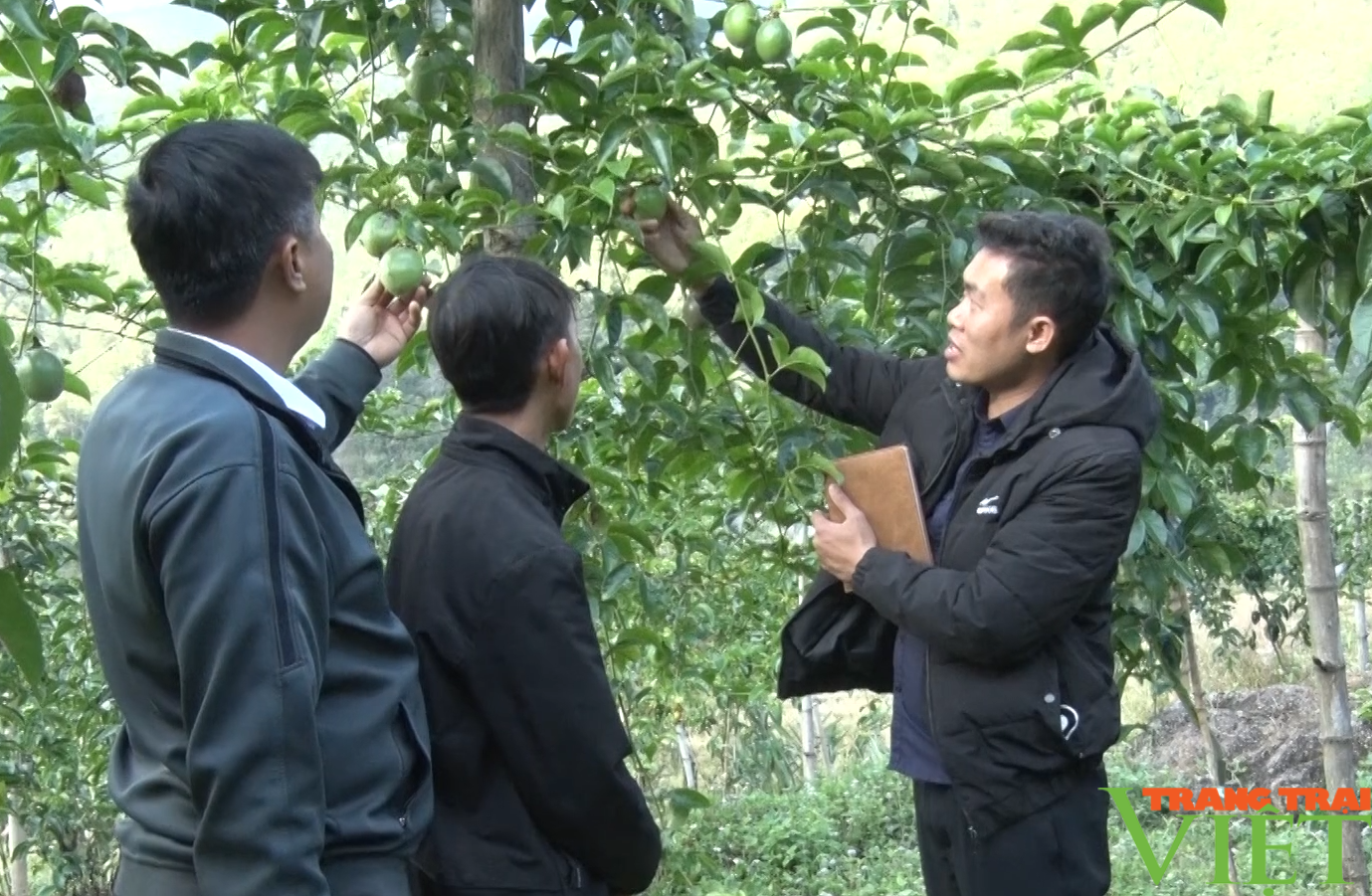 Nông dân huyện Tam Đường ở Lai Châu tăng thu nhập từ trồng chanh leo, sản xuất hàng hóa - Ảnh 3.