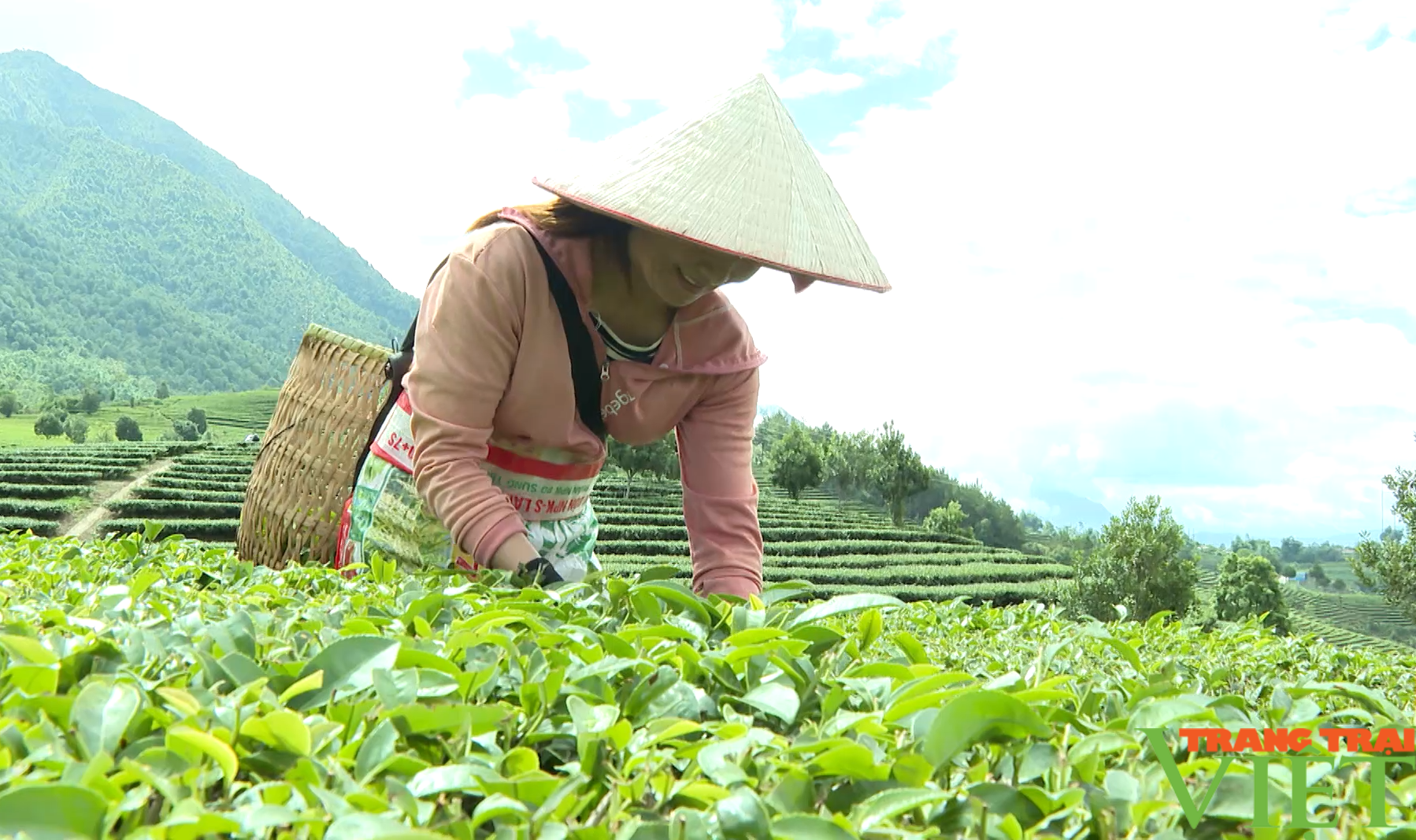 Nông dân huyện Tam Đường ở Lai Châu tăng thu nhập từ trồng chanh leo, sản xuất hàng hóa - Ảnh 4.