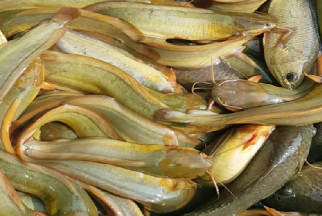 Loại cá màu vàng này ở Bắc Giang ăn bổ dưỡng, tốt cho da, nông dân nuôi kéo bắt lên toàn con to - Ảnh 1.