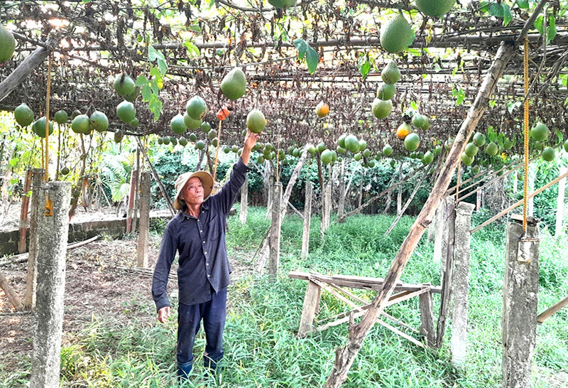 Nông dân ở Triệu Long, Quảng Trị thu nhập khá nhờ áp dụng tiến bộ khoa học kỹ thuật vào chăn nuôi, trồng trọt - Ảnh 1.