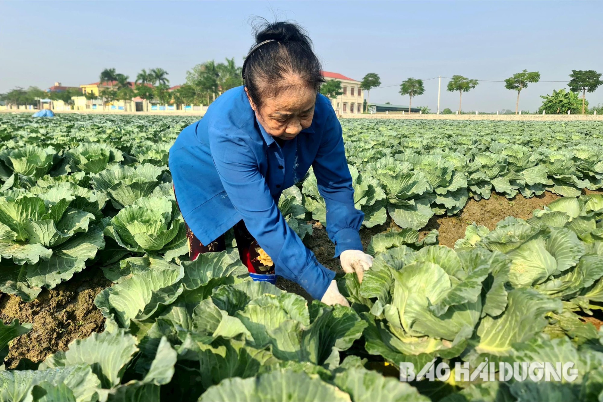 Trồng cây vụ đông ở Hải Dương, chưa thu hoạch thương lái đã đặt mua cả ruộng giá 8 triệu/sào - Ảnh 2.