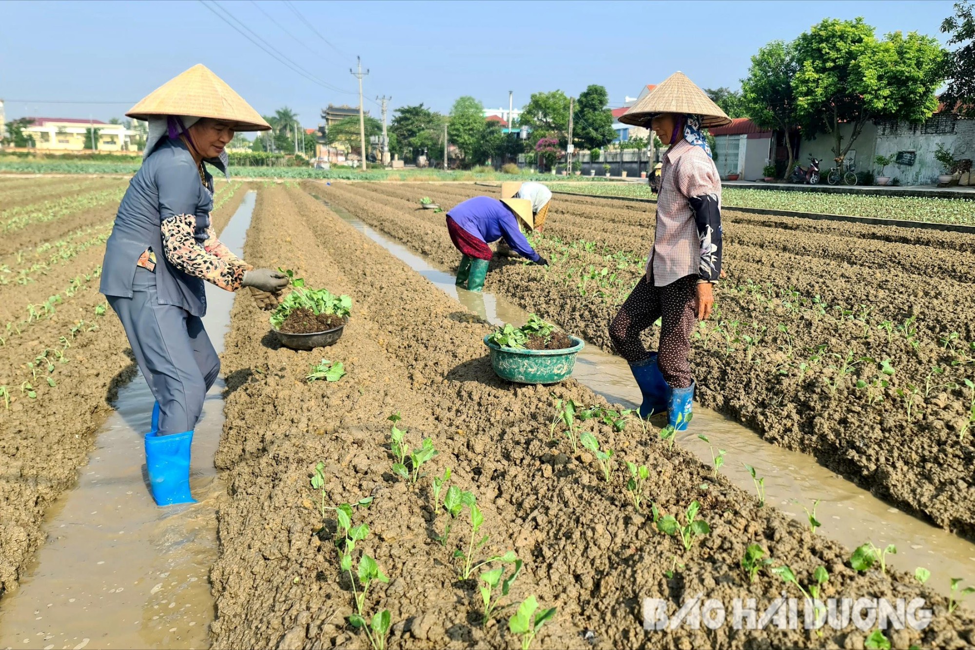 Trồng cây vụ đông ở Hải Dương, chưa thu hoạch thương lái đã đặt mua cả ruộng giá 8 triệu/sào - Ảnh 3.