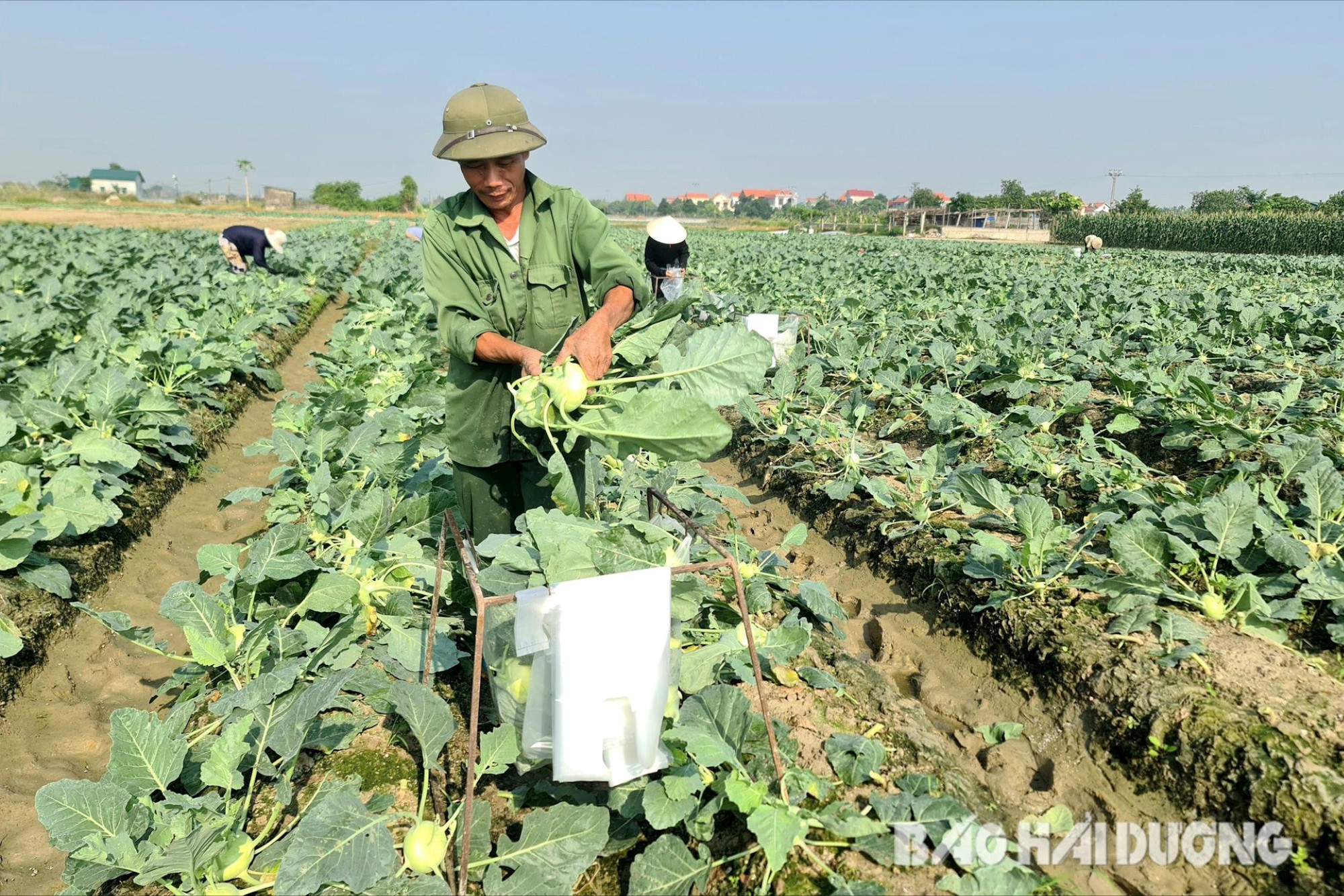 Trồng cây vụ đông ở Hải Dương, chưa thu hoạch thương lái đã đặt mua cả ruộng giá 8 triệu/sào - Ảnh 1.