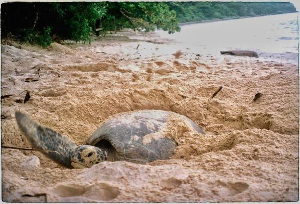 Quản lý loài thuỷ sản nguy cấp, quý, hiếm: Bài học từ công tác bảo tồn các loài rùa biển - Ảnh 2.