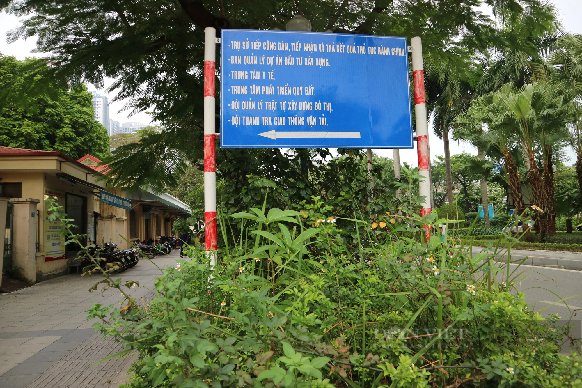 Cỏ dại mọc như &quot;rừng&quot; trên phố Nguyễn Cơ Thạch, Hà Nội - Ảnh 1.