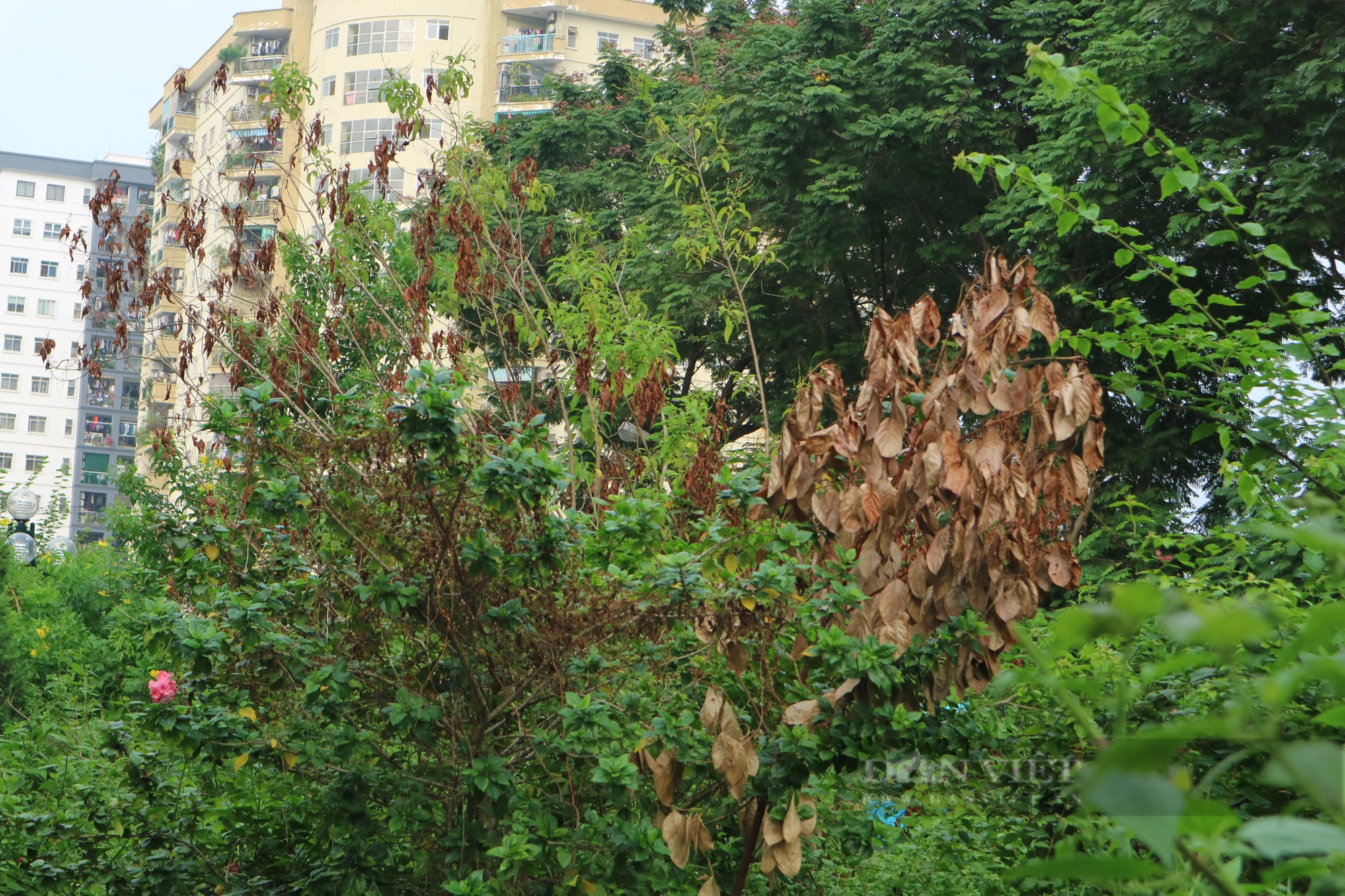 Cỏ dại mọc như &quot;rừng&quot; trên phố Nguyễn Cơ Thạch, Hà Nội - Ảnh 2.