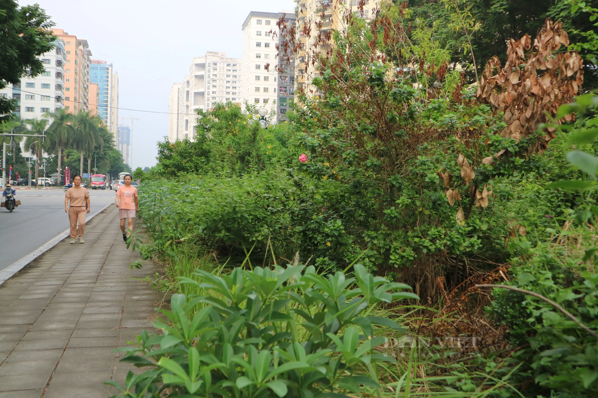 Cỏ dại mọc như &quot;rừng&quot; trên phố Nguyễn Cơ Thạch, Hà Nội - Ảnh 4.