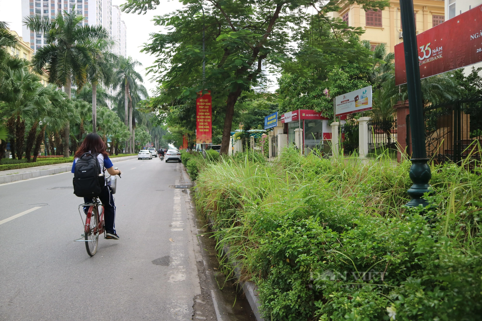 Cỏ dại mọc như &quot;rừng&quot; trên phố Nguyễn Cơ Thạch, Hà Nội - Ảnh 7.