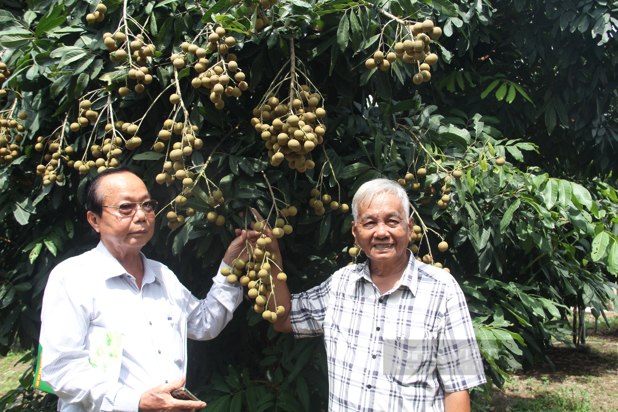 Lão nông ở Vĩnh Long trồng được giống nhãn lạ, ăn bao ngon, nông dân khắp nơi đến tìm hiểu - Ảnh 1.