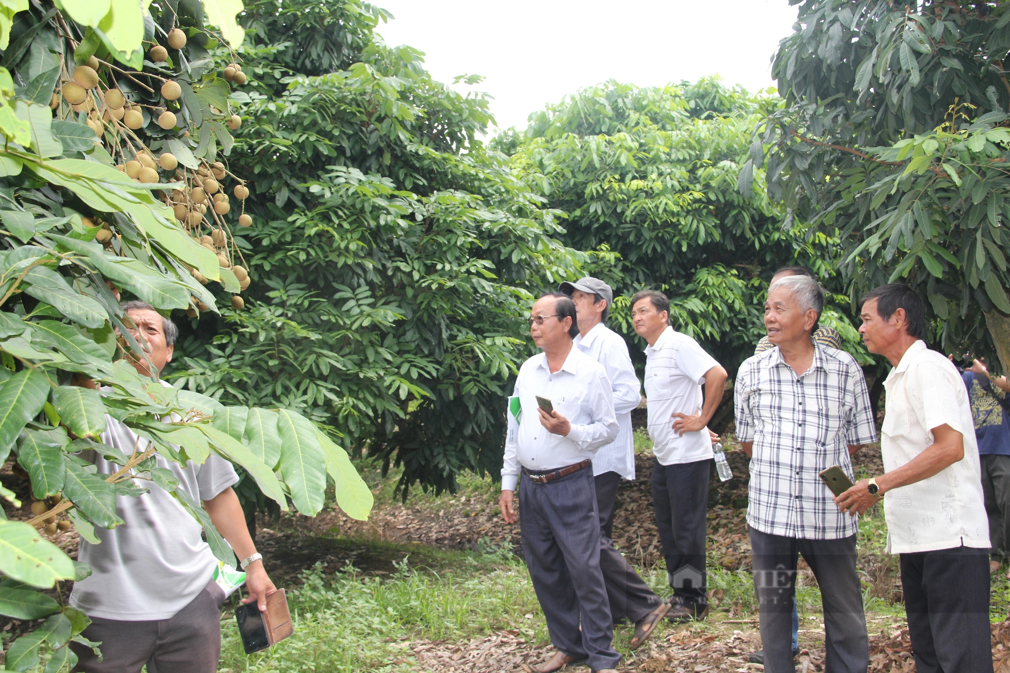 Lão nông ở Vĩnh Long trồng được giống nhãn lạ, ăn bao ngon, nông dân khắp nơi đến tìm hiểu - Ảnh 2.