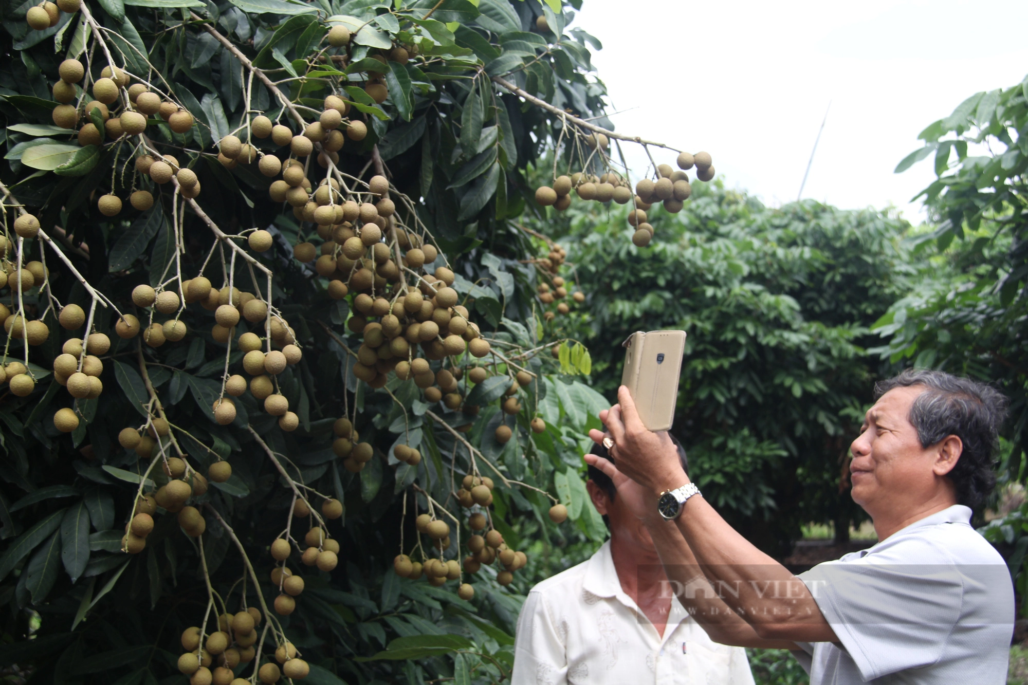 Lão nông ở Vĩnh Long trồng được giống nhãn lạ, ăn bao ngon, nông dân khắp nơi đến tìm hiểu - Ảnh 4.