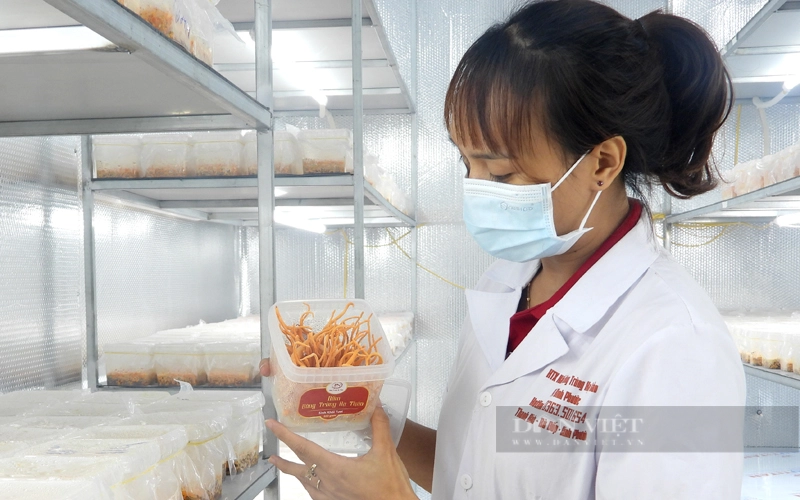 Sản phẩm của HTX Nấm đông trùng hạ thảo PN Bình Phước. Ảnh: Trần Khánh